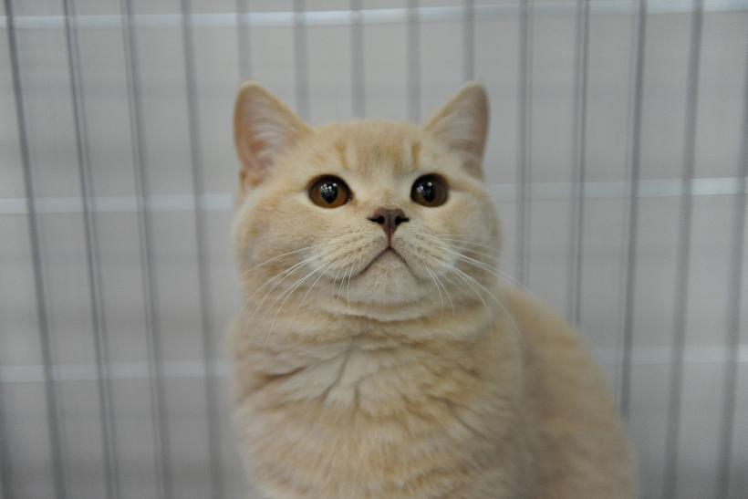 SofistiCAT 2017. Concursul celor mai frumoase pisici (GALERIE FOTO) 18593043