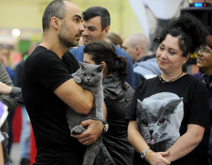 SofistiCAT 2017. Concursul celor mai frumoase pisici (GALERIE FOTO) 18593044