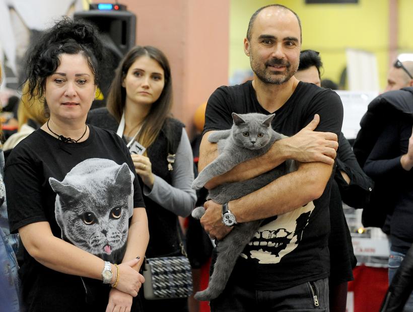 SofistiCAT 2017. Concursul celor mai frumoase pisici (GALERIE FOTO) 18593045