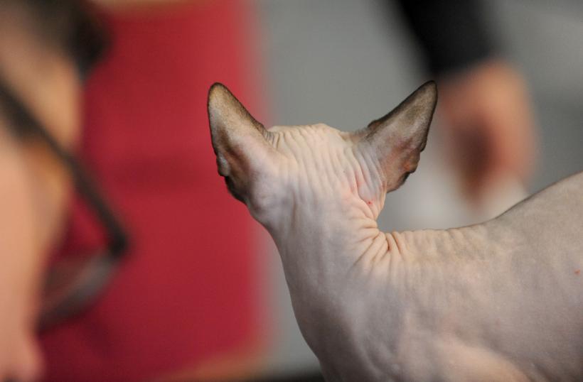 SofistiCAT 2017. Concursul celor mai frumoase pisici (GALERIE FOTO) 18593046