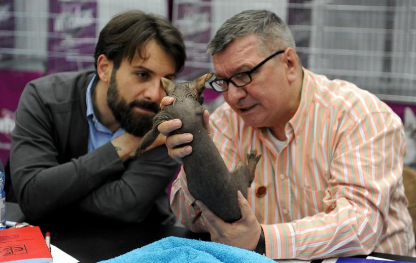 SofistiCAT 2017. Concursul celor mai frumoase pisici (GALERIE FOTO) 18593047