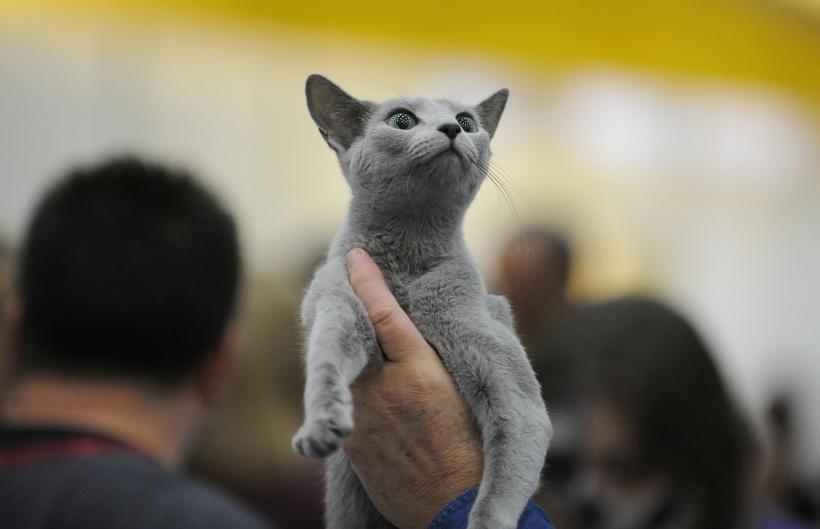 SofistiCAT 2017. Concursul celor mai frumoase pisici (GALERIE FOTO) 18593048