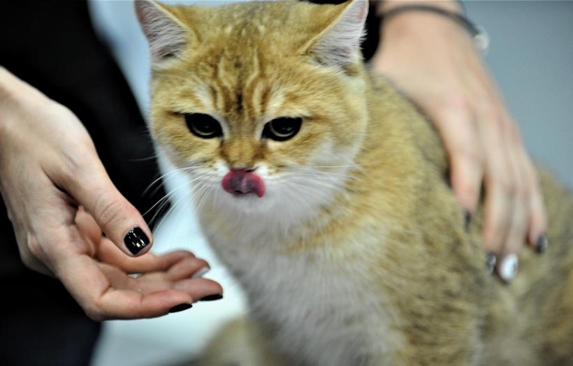 SofistiCAT 2017. Concursul celor mai frumoase pisici (GALERIE FOTO) 18593049