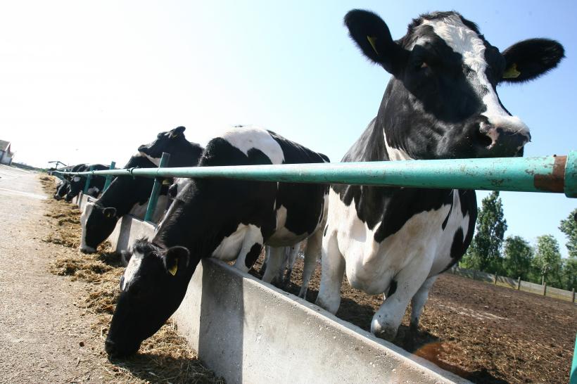 OMS le cere fermierilor să înceteze să mai administreze antibiotice animalelor sănătoase