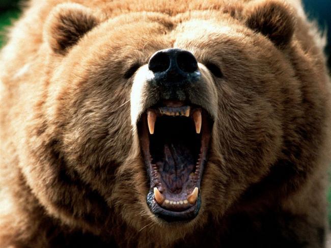 Alertă maximă într-un cartier din Braşov! Un urs s-a plimbat nestingherit pe străzi, în căutare de hrană