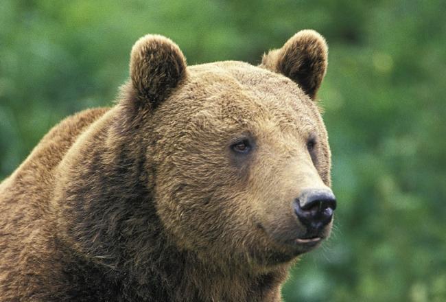 Alertă la Braşov! Un urs a intrat în cabana Postăvarul 