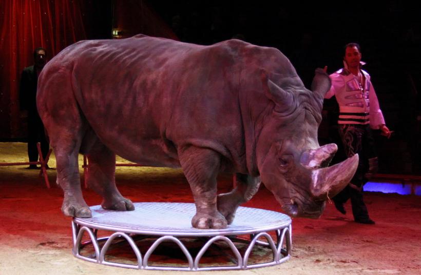 Irlanda interzice folsirea animalelor sălbatice în circuri