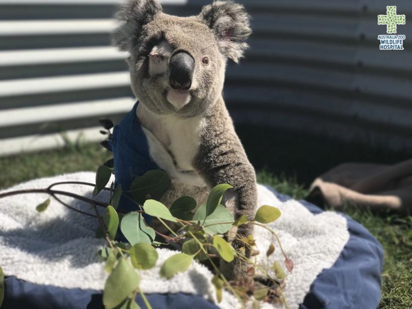 Revoltător, Un koala a fost găsit în Australia cu urechile tăiate, ultima dintr-o serie de mutilări de animale ce au provocat revoltă