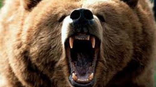 Alertă în Braşov! Un urs a încercat luni dimineaţa să intre din nou în cabana Postăvarul