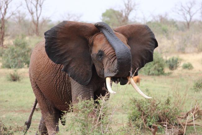 Incident dramatic în Zambia! Doi turişti au fost ucişi de un elefant în timp ce participau la un safari