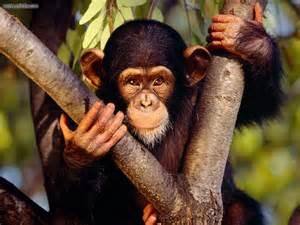 Cimpanzeii sunt capabili să evalueze un pericol şi să îşi avertizeze semenii
