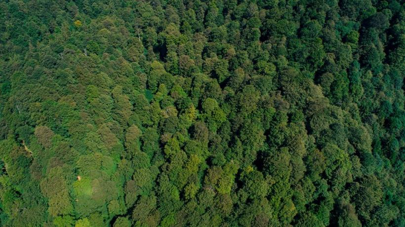 Harta pădurilor virgine din România: 300.000 de hectare identificate