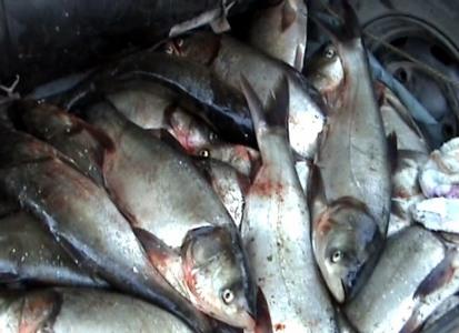 Poliţiştii au dat 400 de amenzi şi au confiscat 455 kg de peşte în Delta Dunării 