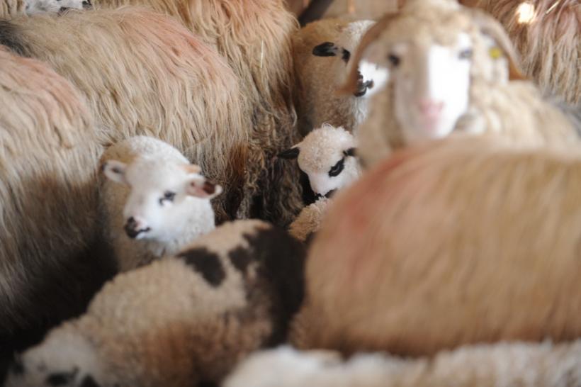 România exportă animale chinuite, acuză activiștii