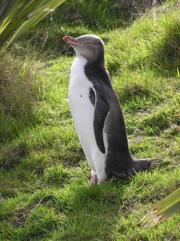 Cea mai rară specie de pinguini este pe punctul de a dispărea