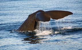 Organizația care s-a opus vânătorii de balene a câștigat lupta de cinci ani în justiție