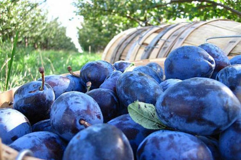 Veşti excelente de Ziua Naţională! Țara nostră  este cel mai mare producător de prune din UE