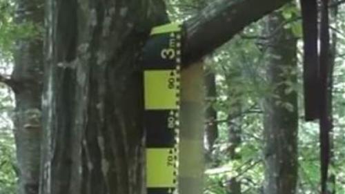 Descoperire macabră în Olt! Un tânăr de 18 ani a fost găsit spânzurat în pădurea Strehareţi din Slatina
