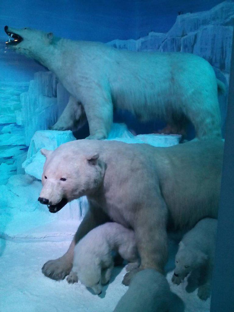 Animale din ţinuturile arctice vor fi prezentate, sâmbătă, la Antipa