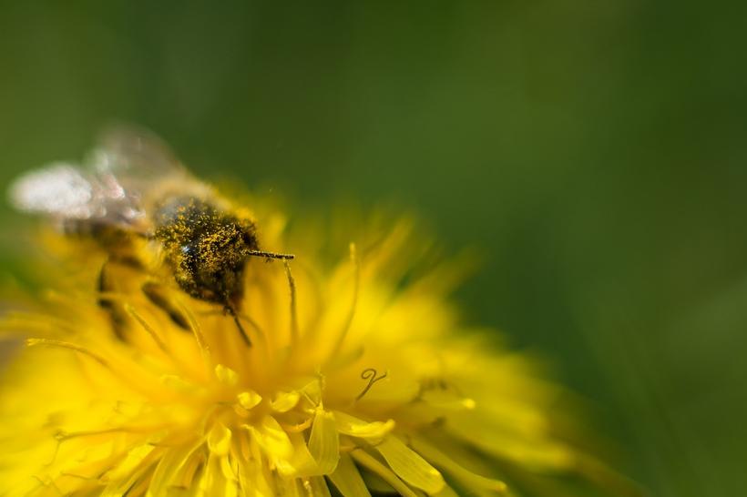 Păstura, pâinea albinei, întărește sistemul imunitar și elimină toxinele