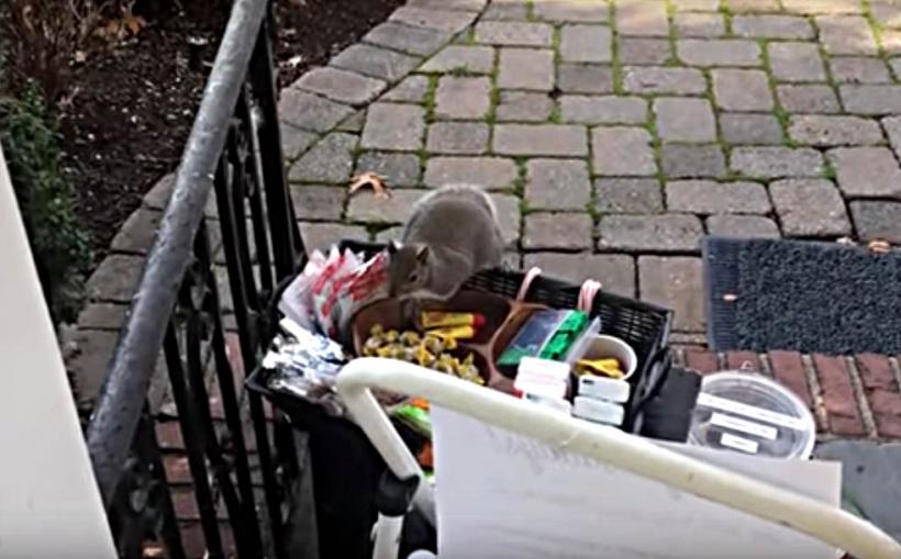 VIDEO - O veveriță pofticioasă fură ciocolata lăsată la ușă pentru angajații firmelor de curierat