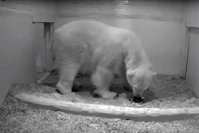 VIDEO - Gradina zoologică din Berlin are un pui de urs polar nou-născut