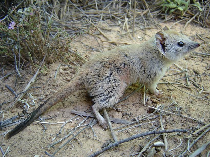 VIDEO - Un marsupial considerat dispărut, redescoperit în deşertul australian la un secol de când a fost văzut ultima dată
