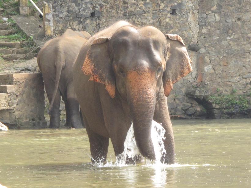 Moş Crăciun a ajuns într-un oraş din Thailanda călare pe un elefant 