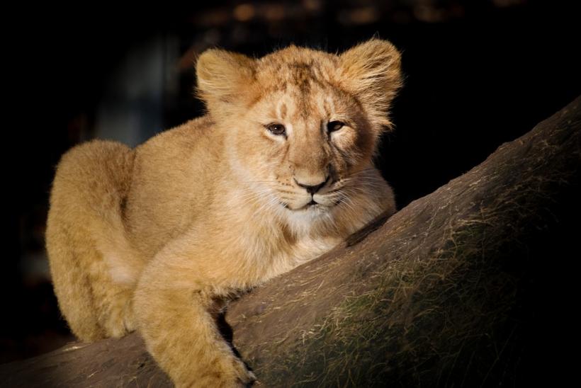 O grădină zoologică din Gaza, nevoită să vândă pui de leu pentru a asigura hrana animalelor