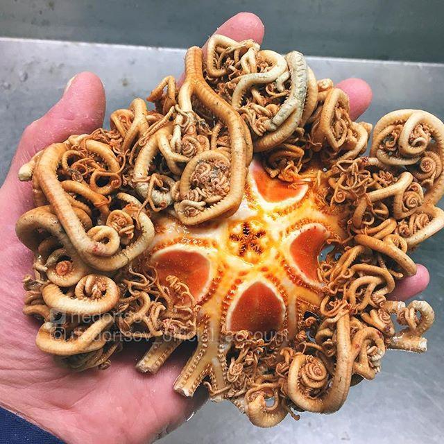 Bestiile din adâncuri. Ce pești a prins în plasă un pescar din Rusia 18599913