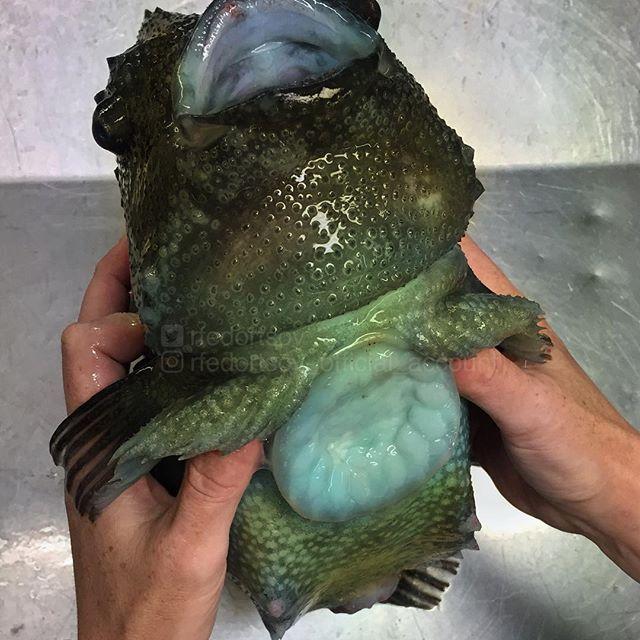 Bestiile din adâncuri. Ce pești a prins în plasă un pescar din Rusia 18599914