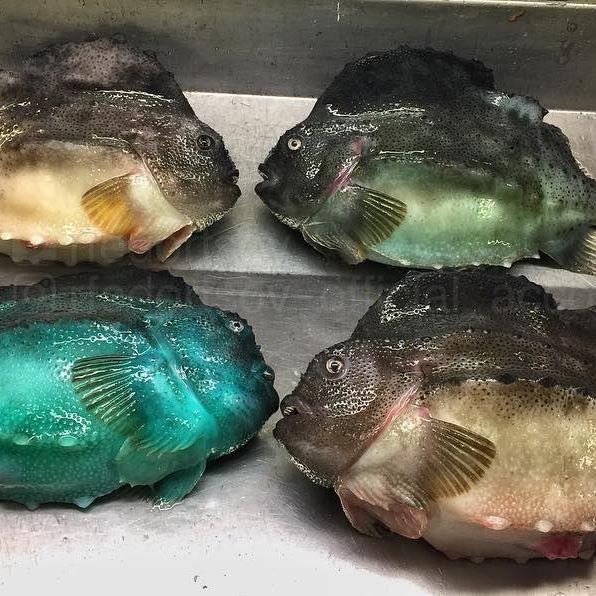 Bestiile din adâncuri. Ce pești a prins în plasă un pescar din Rusia 18599915