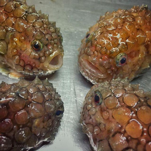 Bestiile din adâncuri. Ce pești a prins în plasă un pescar din Rusia 18599916