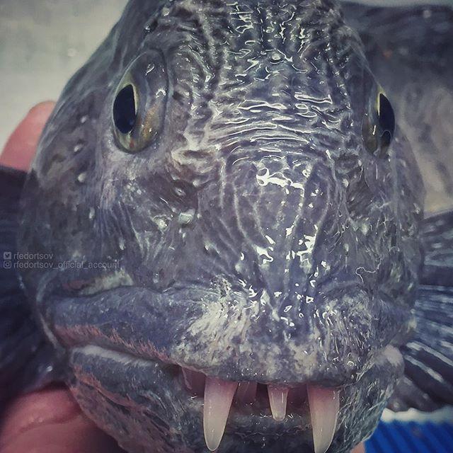 Bestiile din adâncuri. Ce pești a prins în plasă un pescar din Rusia 18599917