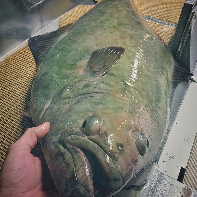 Bestiile din adâncuri. Ce pești a prins în plasă un pescar din Rusia 18599918