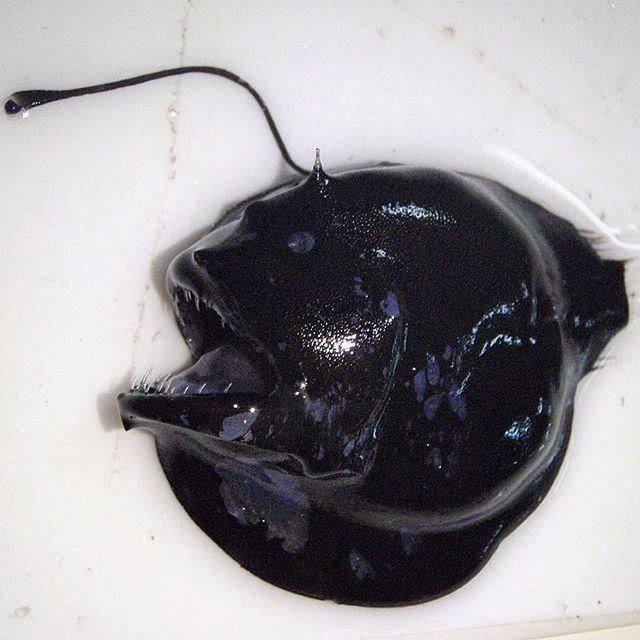 Bestiile din adâncuri. Ce pești a prins în plasă un pescar din Rusia 18599919