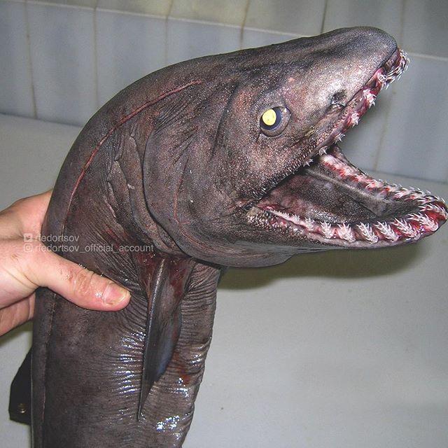 Bestiile din adâncuri. Ce pești a prins în plasă un pescar din Rusia 18599920