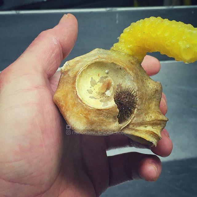 Bestiile din adâncuri. Ce pești a prins în plasă un pescar din Rusia 18599921