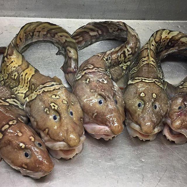 Bestiile din adâncuri. Ce pești a prins în plasă un pescar din Rusia 18599923