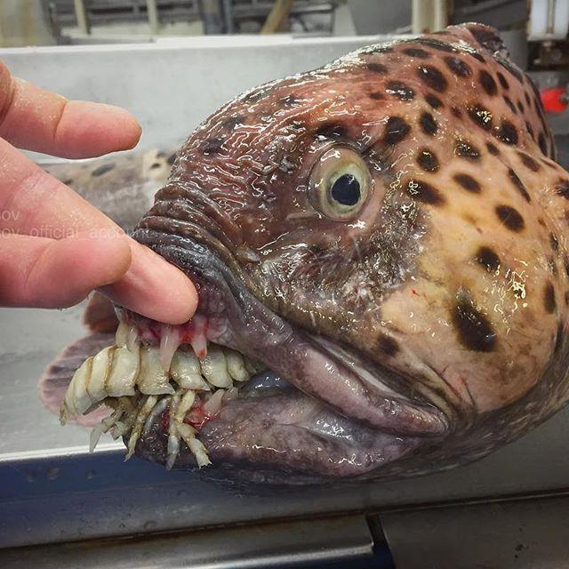 Bestiile din adâncuri. Ce pești a prins în plasă un pescar din Rusia 18599924