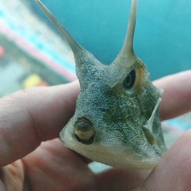 Bestiile din adâncuri. Ce pești a prins în plasă un pescar din Rusia 18599925