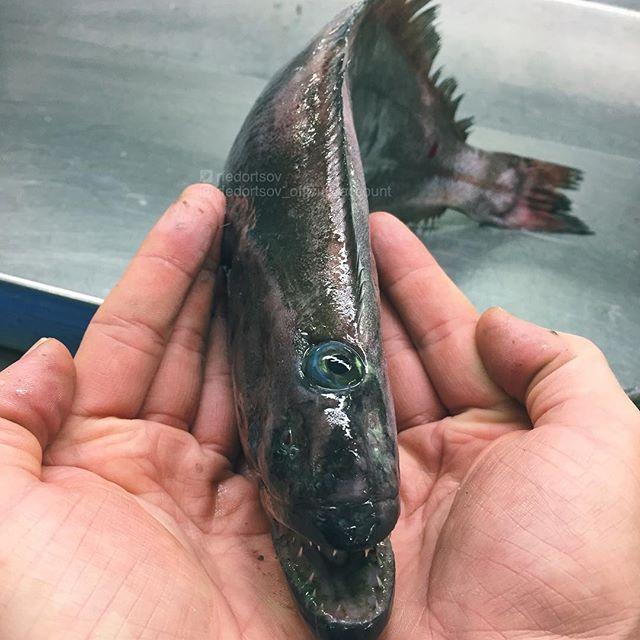 Bestiile din adâncuri. Ce pești a prins în plasă un pescar din Rusia 18599926