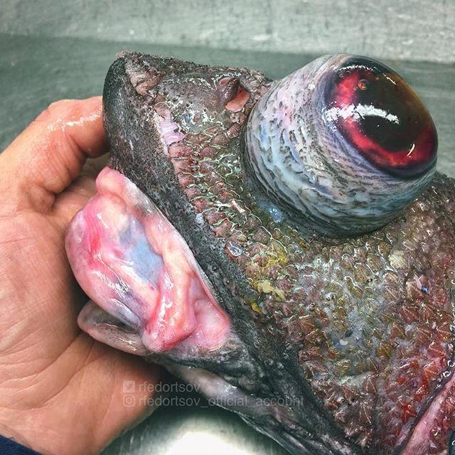 Bestiile din adâncuri. Ce pești a prins în plasă un pescar din Rusia 18599927