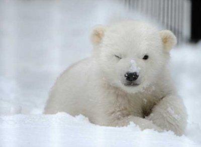 S-a născut primul pui de urs polar din ultimul sfert de secol din Marea Britanie