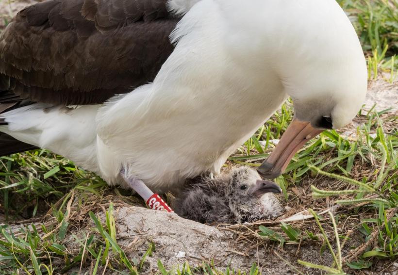 Cel mai bătrân albatros din lume are 67 de ani și încă face pui - Video
