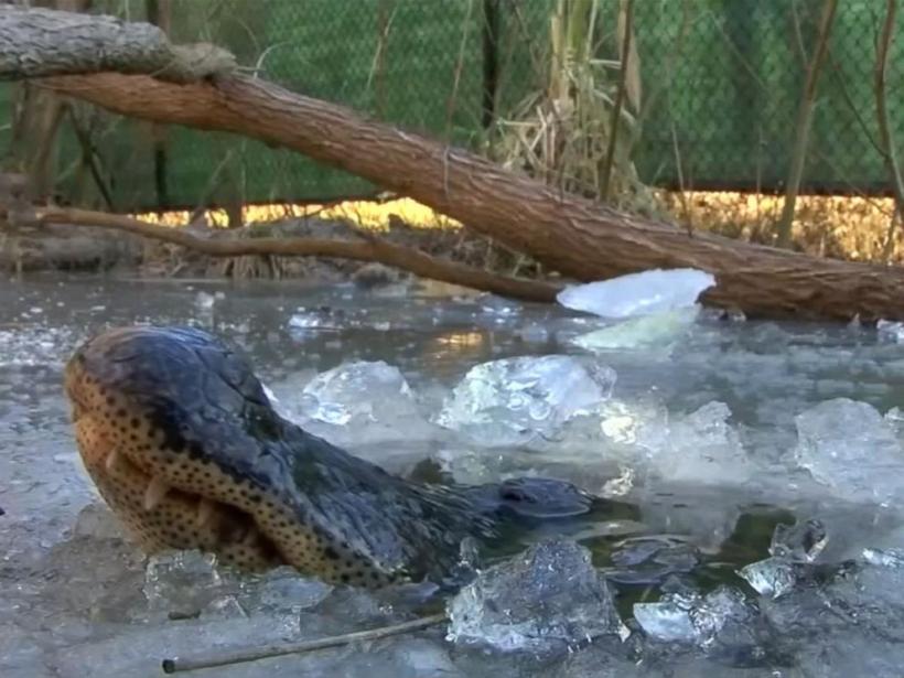 VIDEO Induiosator: In SUA revin la viata aligatorii inghetati de ger!