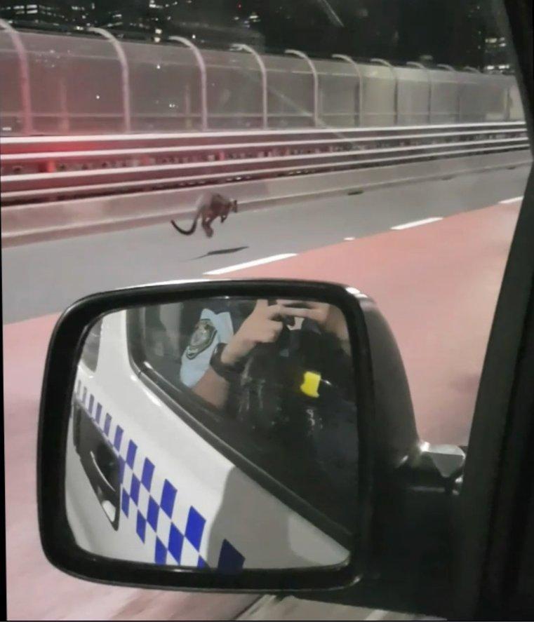 VIDEO - Un cangur pitic (wallaby) a blocat unul dintre cele mai celebre poduri din Sydney