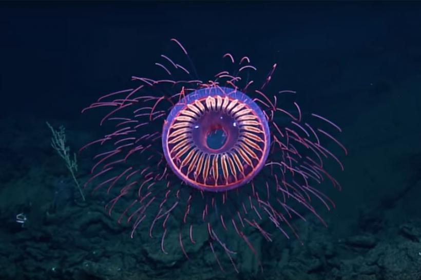 VIDEO - O meduză ca un foc de artificii, descoperită la adâncimea de 1500 m