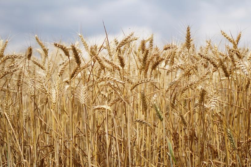 Cultivatorii francezi de grâu îndemnaţi să reducă costurile pentru a fi competitivi