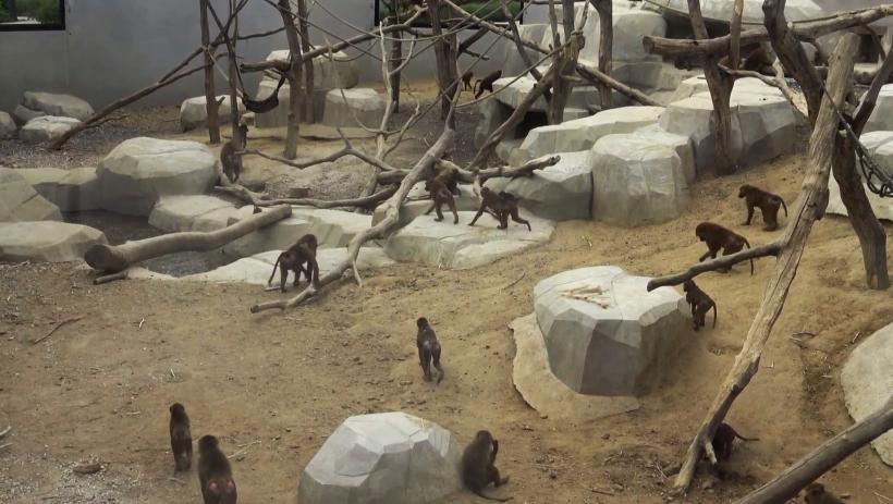 Cea mai mare grădină zoologică din Paris, evacuată după ce cei 50 de babuini au evadat
